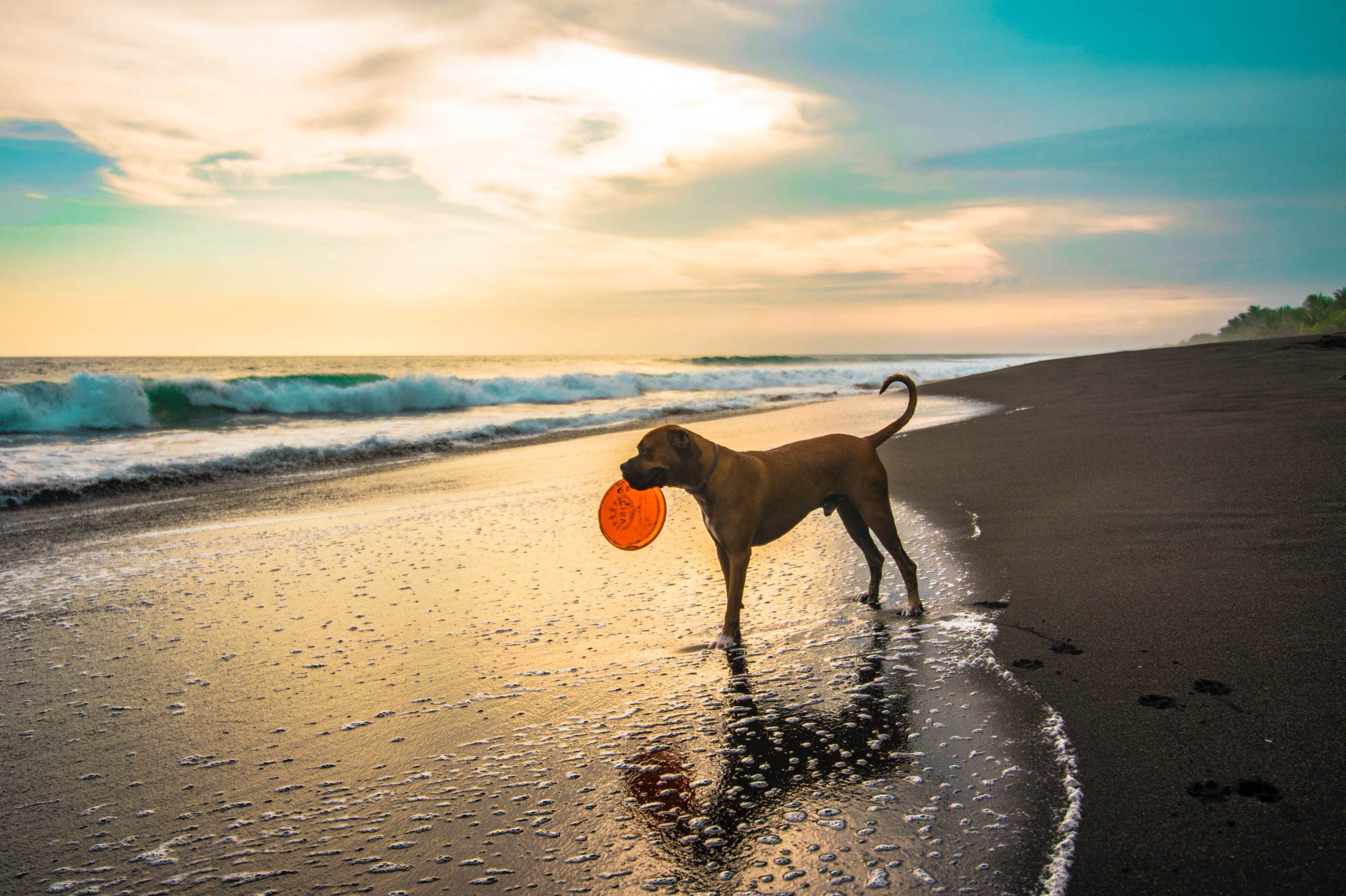 Proposed Dog Friendly Beach Areas Let S Chat Shellharbour