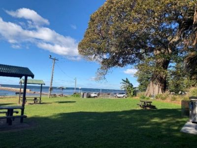 Mature Fig Tree in Little Park