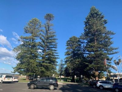 Norfolk Island Pines in Shellharbour Reserve